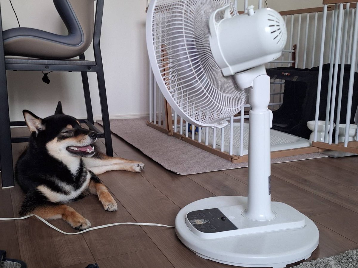 okogenox's tweet photo. うちの柴犬をご紹介いただきありがとうございました！ https://t.co/3HsZaOaBCV