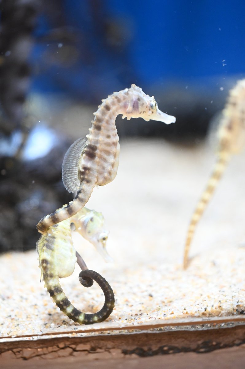 クルクルの尻尾で絡み合う、仲良しでかわいらしい唯一無二の魚