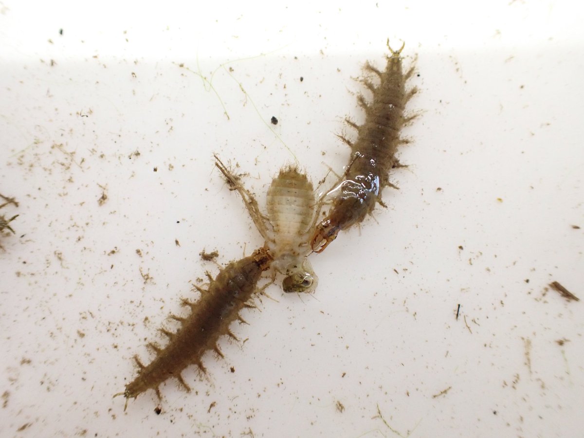 2NoThree8's tweet photo. 地元の高校生を対象とした田んぼの生き物観��の講師？ガイド？��してきました。
素掘りの水路だったので期待していましたが、捕れるのはアメザリばかり…
高校生達は喜んでましたが、種数は普段の半分程度。
それでもトンボ科やゲンゴロウ科の幼虫は逞しく生き残っていました。

お食事中のゲンゴロウ https://t.co/ldOQACwu6W