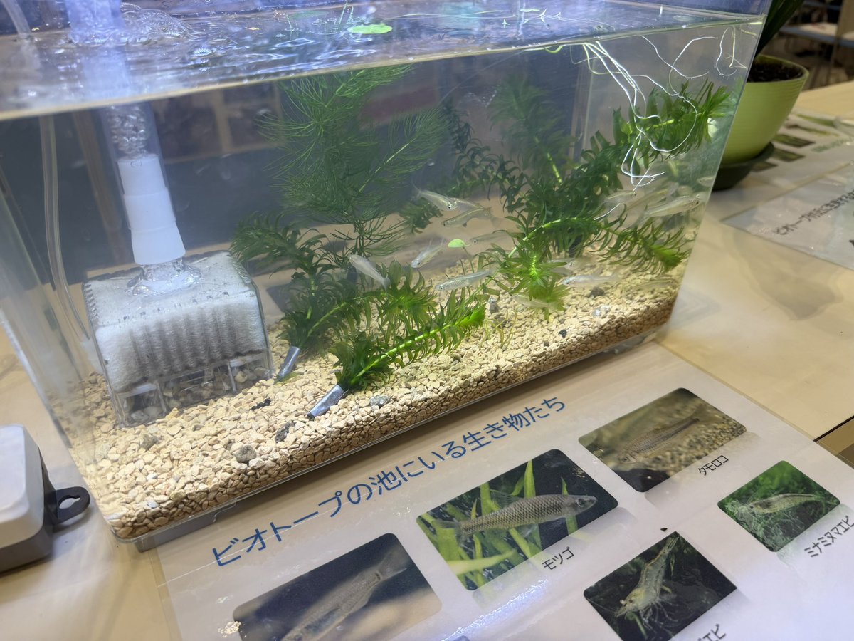 araiken's tweet photo. 【7/5 生き物の生態系を学ぶ機会に】

久喜みどりの会主催の「生き物いっぱいビオトープフェスタ2026・夏」にお邪魔しました。

ビオトープクイズ、小学校ビオトープの紹介、ミニ盆栽づくりなどのワークショップ、ハンドメイド作家ワークショップ、メダカ飼育セット販売など。

今回も多くのお子様、ご家族がご来場され、盛り上がっていましたね！

#久喜市 #久喜 #菖蒲 #栗橋 #鷲宮 #議会 #議員 #議員活動 #ビオトープ