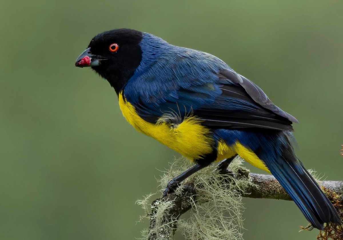oswaldoaves's tweet photo. ¡Hoy nuestra Tricolor y volara alto! 
💛💛💙❤️ 🇨🇴⚽️ 
Así como estas aves llenan de color y orgullo nuestro territorio, hoy la Selección nos une en una sola voz y un solo corazón.
¡Vamos con toda el alma, Colombia! 

Compartan sus foticos de aves con la tricolor 
 #AvifaunaFutbolera