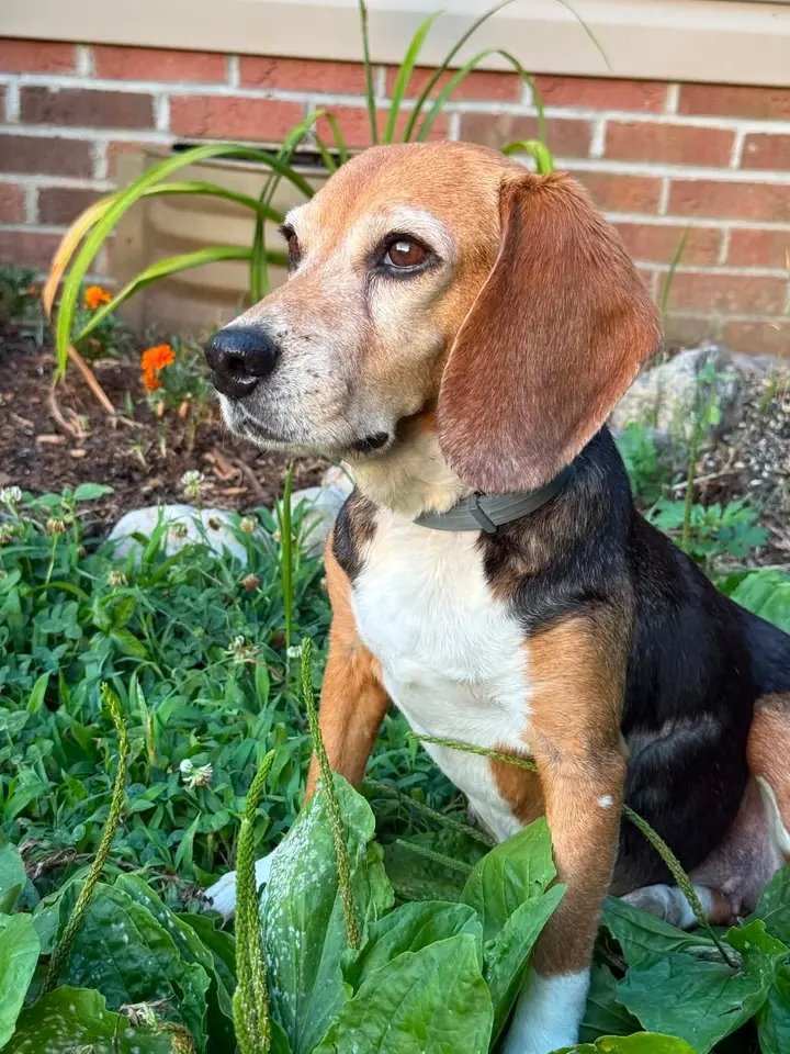 DeborahWil2's tweet photo. My sweet BB is crossing the rainbow bridge in less than an hour.  My heart is broken. https://t.co/nu0Xsx01X9