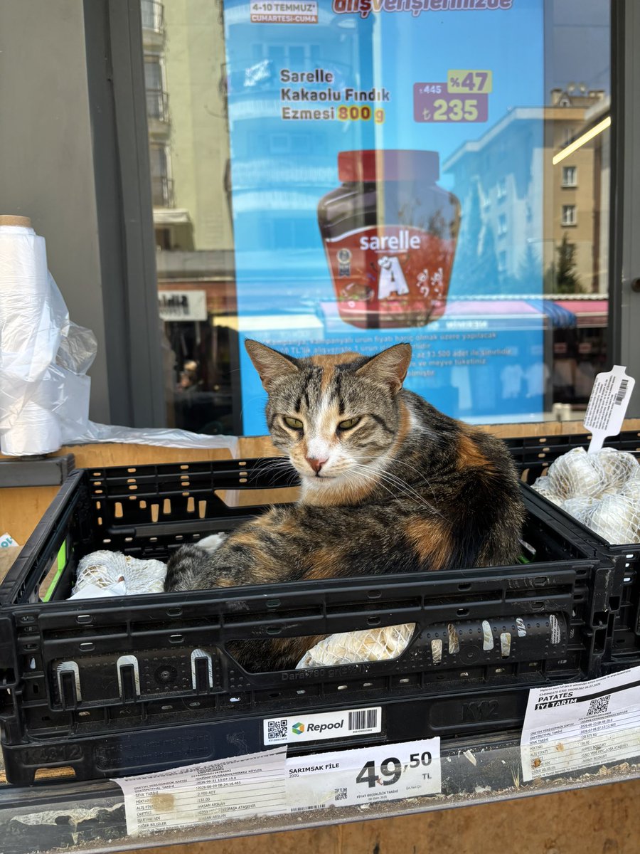 Gudummm's tweet photo. A101'e kedi gelmiş sınırlı stok. 🤭🌸 https://t.co/38oV4BtH9H