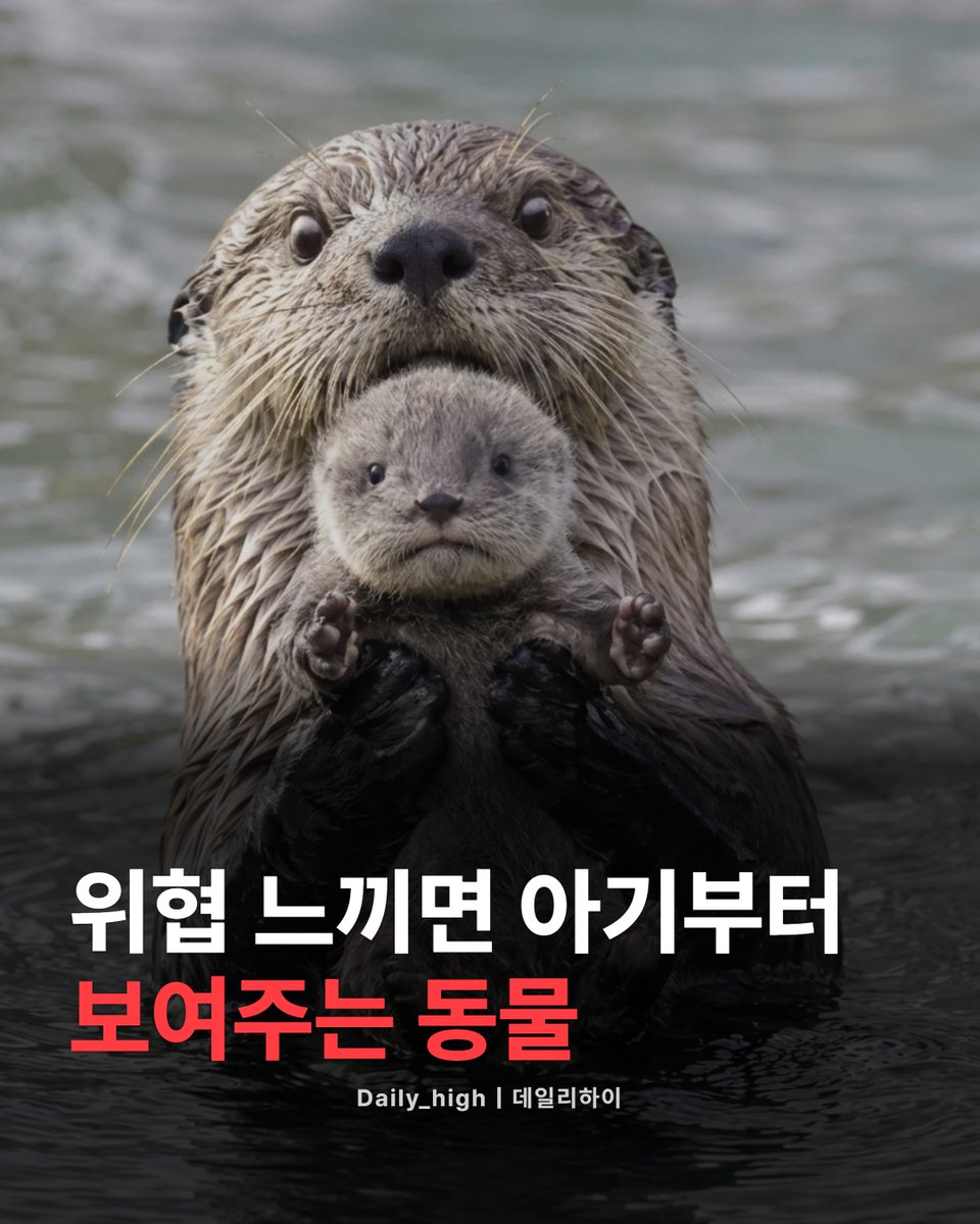 daily_highkr's tweet photo. 이 사진, 귀엽다고만 생각했나요? 🦦
사실은 꽤 절박한 신호일 수 있어요.

위협을 느낀 수달이 새끼를 들어 보여주는 모습. 많은 사람들이 '우리 아기 보이죠? 공격하지 마세요' 같은, 동정심에 호소하는 행동으로 생각하곤 해요.

하지만 전문가들의 설명은 조금 다릅니다. 

이건 인간의 시선으로 해석한 '의인화'일 가능성이 높다고 해요. 실제로는 포식자로부터 새끼를 보호하고, 위험한 순간에 바로 데리고 피하기 위한 본능적인 행동에 가깝다는 거죠.

어쩌면 귀여운 모습 뒤에 숨은 생존 본능을 우리가 멋대로 오해한 걸지도 모르겠네요. 

동물의 행동을 볼 때, 우리의 감정을 너무 ���이 담아서 보게 되는 것 같아요.

여러분은 이 설명을 듣기 전, 어떻게 생각하셨나요?

#동물 #수달 #동물지식 #데일리하이
