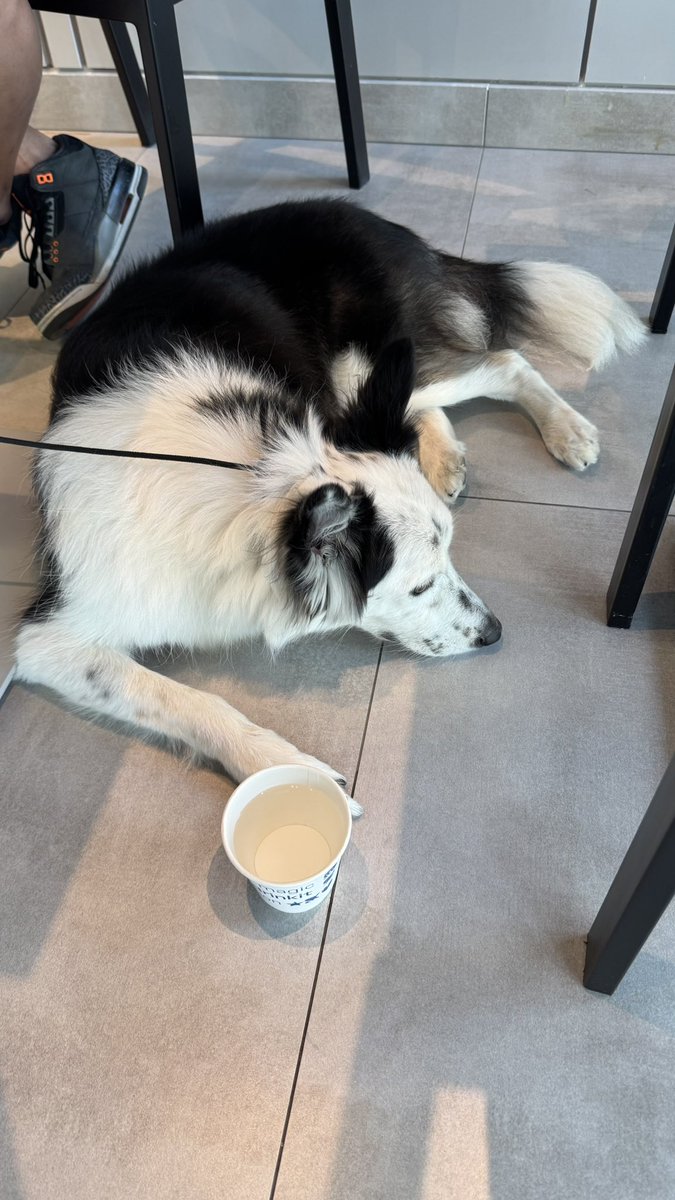 webwriter_m's tweet photo. 暑いのでお散歩中にカフェでひと休み☕️

#愛犬 #ボーダーコリー #犬のいる暮らし #犬のいる生活 #犬好きさんと繋がりたい https://t.co/MdEHcfg0BV