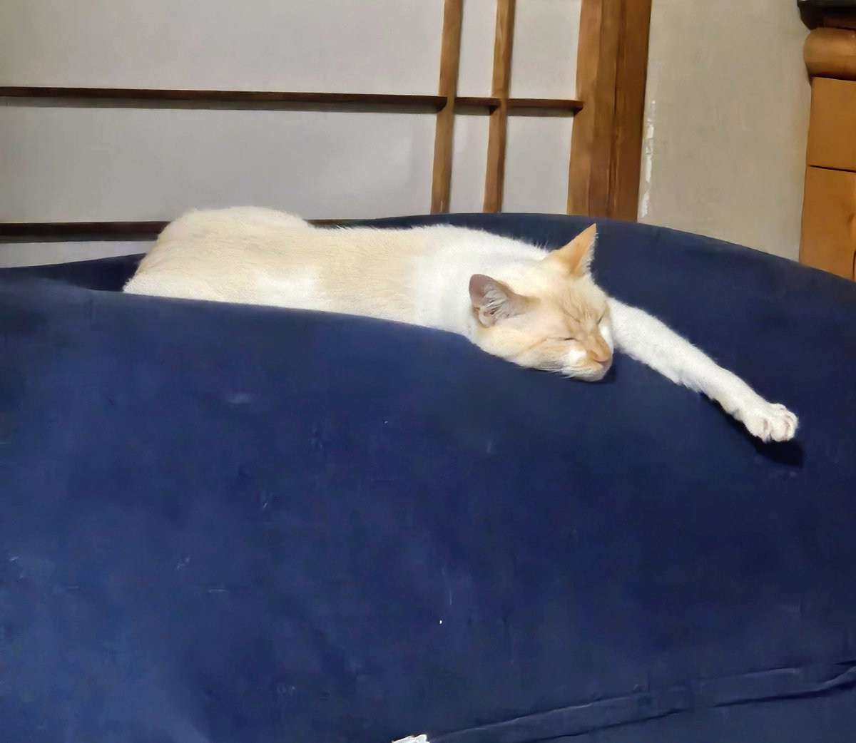 n_sakuya's tweet photo. 人をダメにするソファー、猫もダメにする……😂

#Yogibo https://t.co/SbagDbJLeT