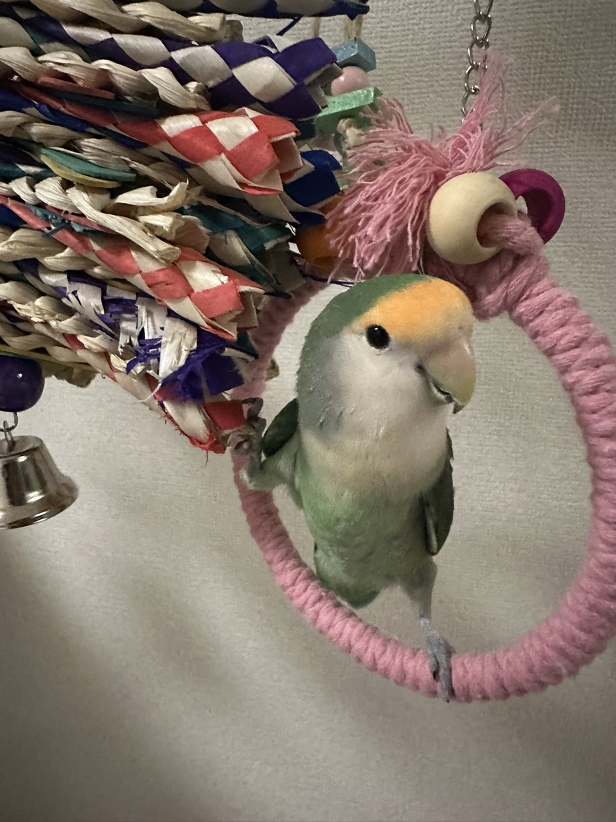 siina_bird's tweet photo. カメラ向けた間だけやめるのなんで？😂 https://t.co/ewAuvQuAWa