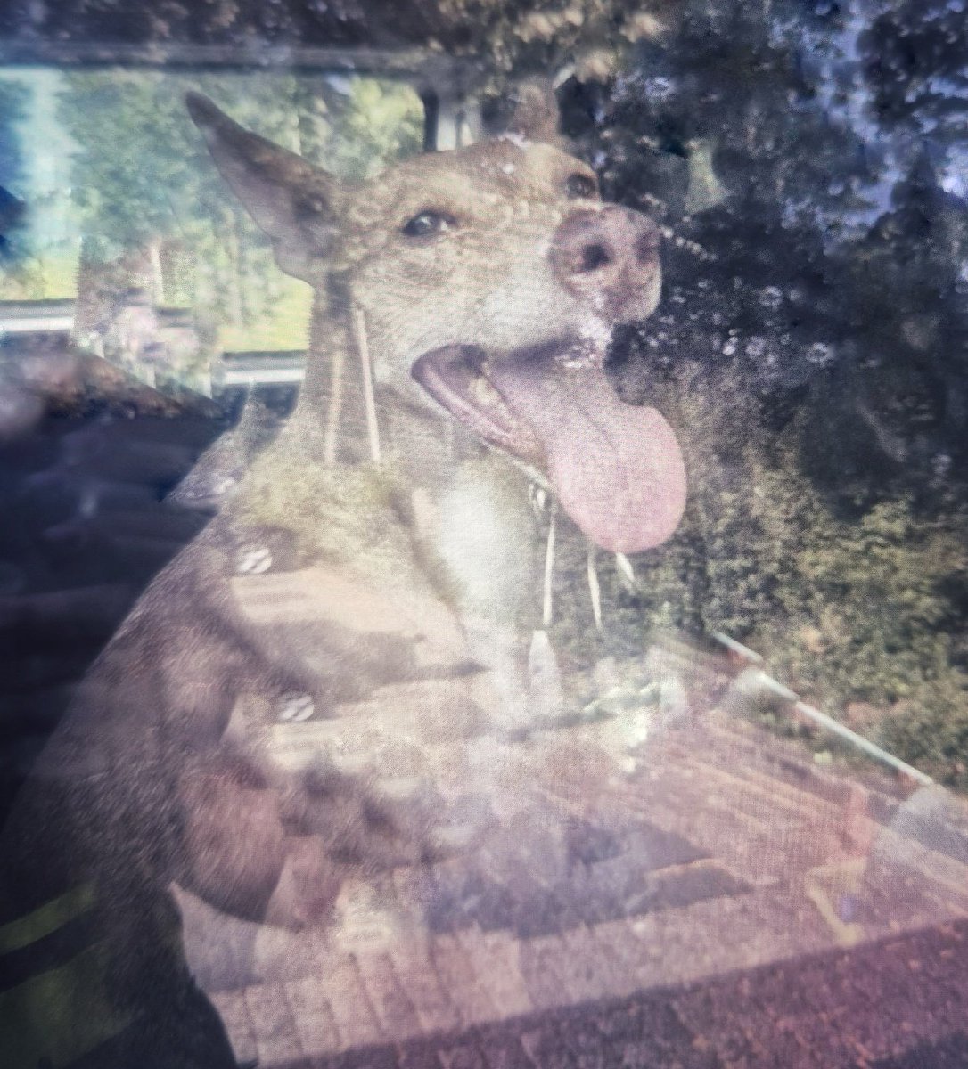 DeventerPol's tweet photo. Je zou denken...
Dat iedereen het inmiddels wel weet.
Maar niets is minder waar😞
Raampje op een kier, werkt geen zier!
Ook al gaat u 'even' weg.. 
Laat je hond niet stikken van de hitte!

Wens jullie een mooie #Mens #Dier en Milieuvriendelijke dag 👮🏼‍♀️👋🏽 #politie💙
#dierenwelzijn https://t.co/WJ9UAPkotG