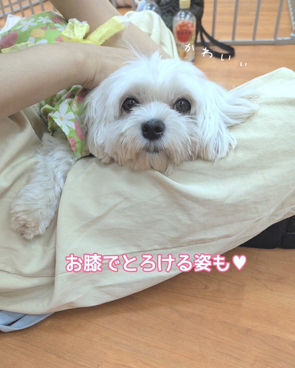 🧀クラフト🧀 #マルチーズ 女の子 🎂2019.10.5(6才)5kg じーっと見つめ
