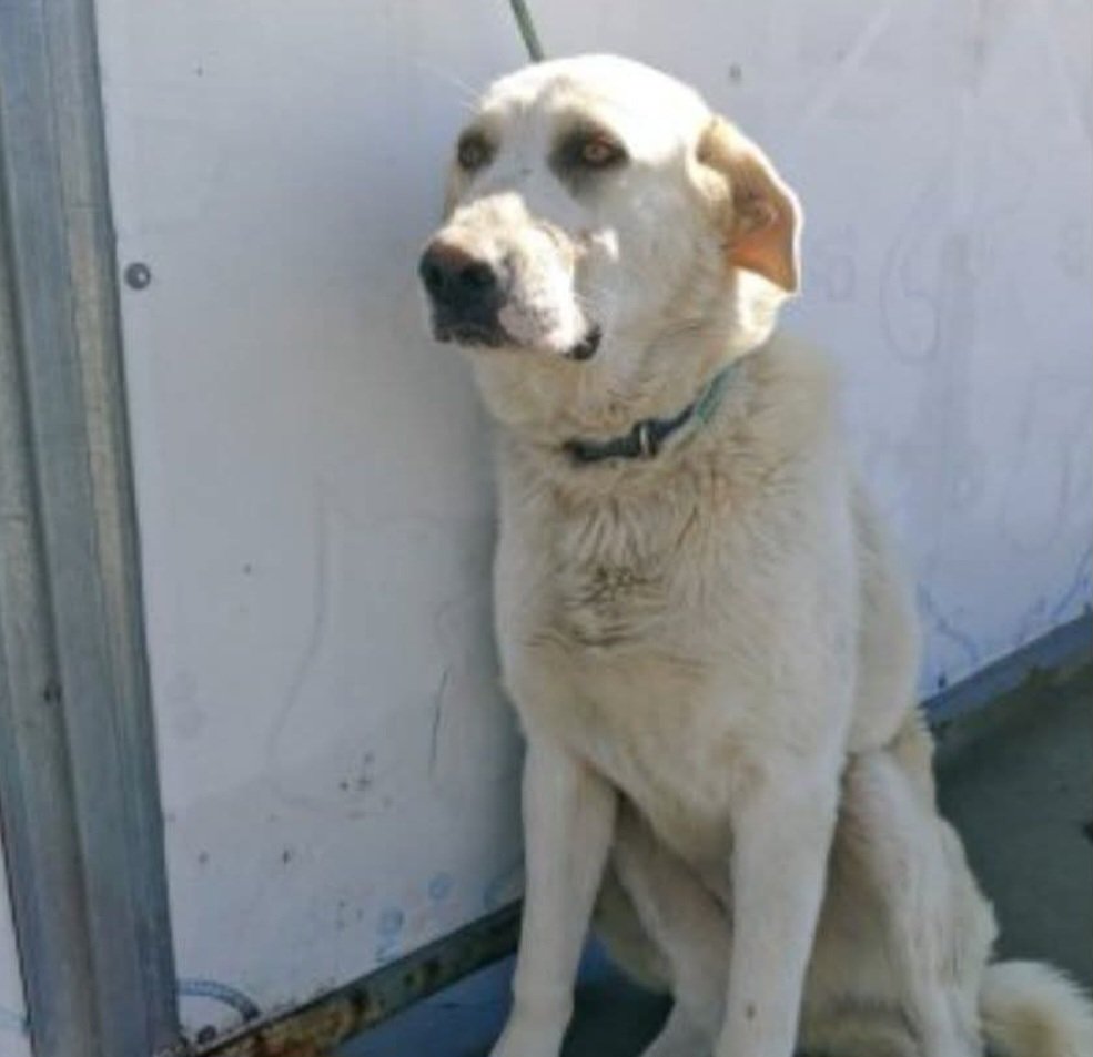 MarioliRm's tweet photo. Valencia
Esta preciona mastina de dos años se esta apagando en la perrera 😥
Es una perrita buena y docil que no entiende que hace en una jaula oyendo a otros 🐕 ladrar,gemir y sufrir 💔
Se llama Brisa y si la adoptas te ganarias el cielo,te animas?🙏🙏🏿
Escribe Whatsapp 601463323 https://t.co/4ovur6xW8S