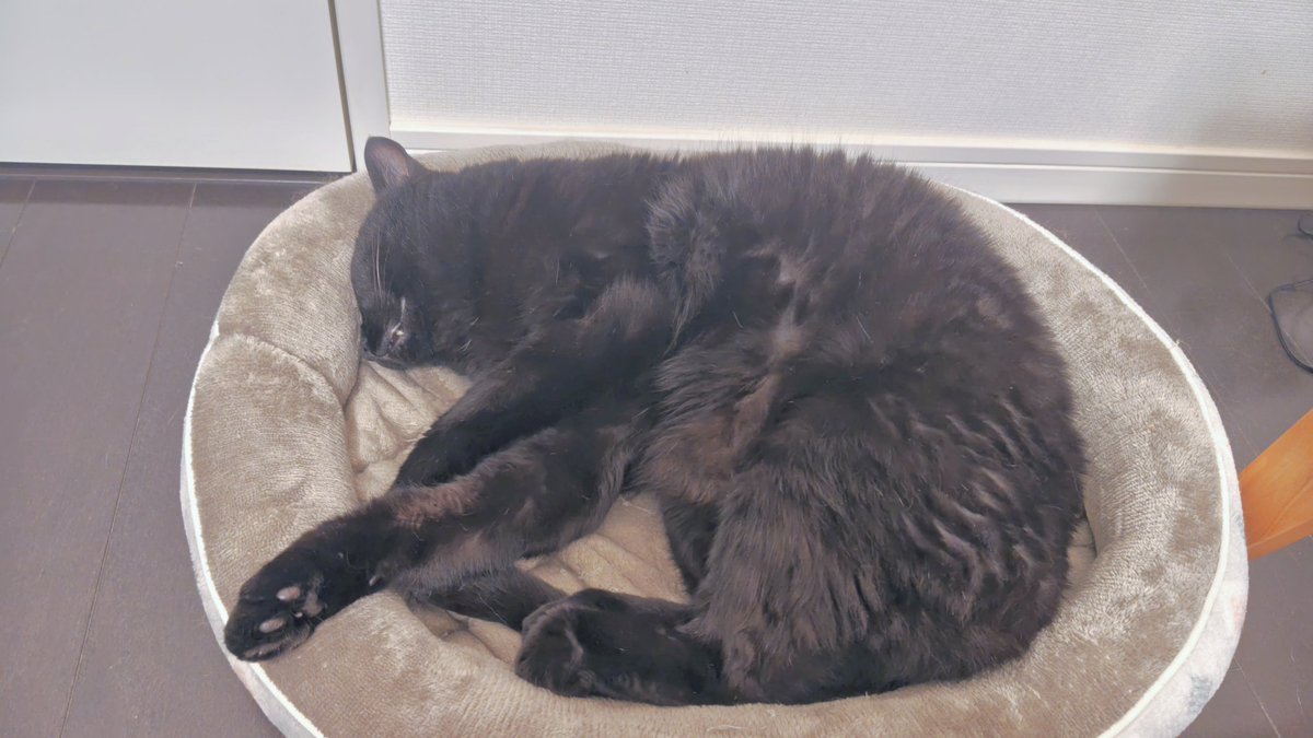 sofpan828's tweet photo. すやぴ(ちょっムキムキ風味) https://t.co/0nVNQlfPV2