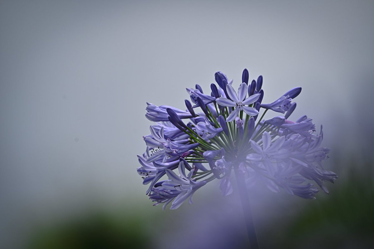 zseriesfx's tweet photo. 花言葉 恋の訪れ

#写真好きな人と繋がりたい　
#TLを花でいっぱいにしよう https://t.co/Xsh4k1RkdA