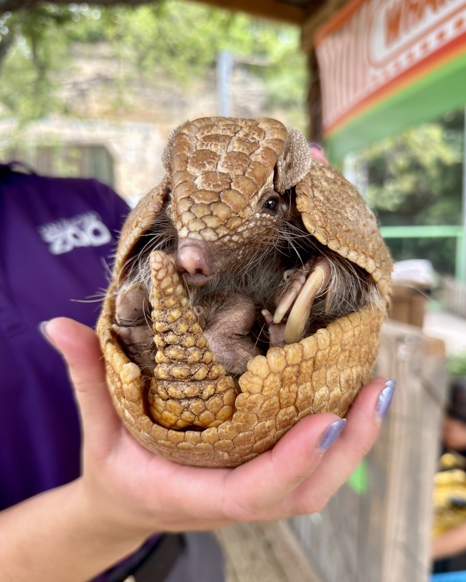 SanAntonioZoo's tweet photo. Wilson hopes you have a very armadillo day https://t.co/9cYHVGaVyz