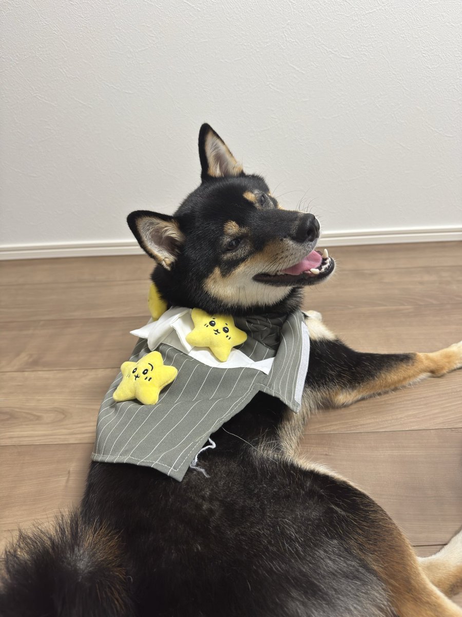 okogenox's tweet photo. 犬にも七夕を満喫してもらっている https://t.co/o2KNDH5ZuO