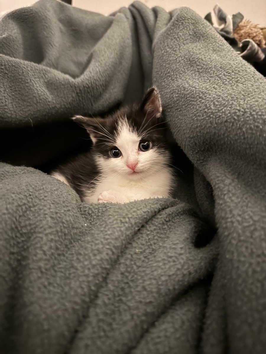 nerfiee's tweet photo. bean update https://t.co/u3r520O7t1