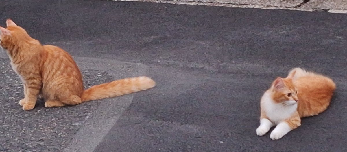 moon_envy4's tweet photo. お外にいた猫さんあんまりにも可愛くてびっくり
全身茶色の子は人懐っこいし、白が混ざった子は茶色い子が近づいた瞬間うにゃうにゃ言いながら擦り寄っててとてもてえてえ…… https://t.co/4juzW73eGG