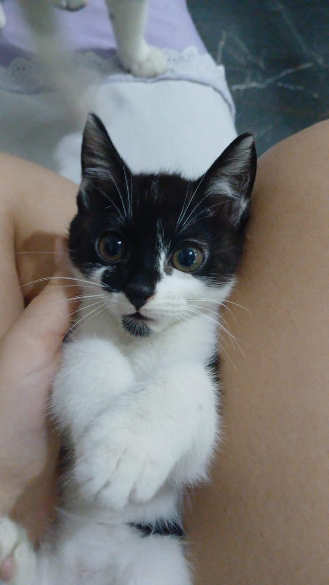 fadeintohimm's tweet photo. tenho uma gata agora a britney spears https://t.co/QIsbjZxdDE