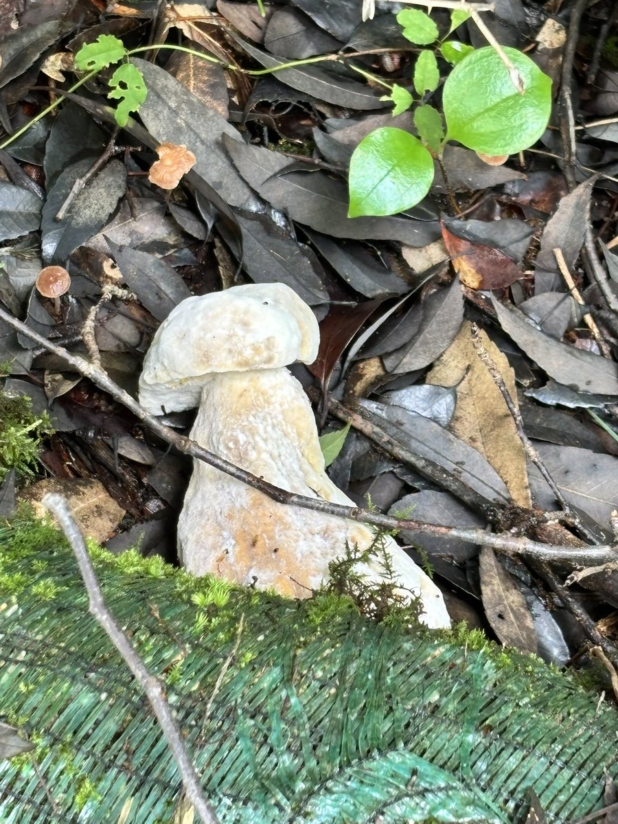 minutissima's tweet photo. ヒポミケス？
カビチャッタ？ https://t.co/C2LCyioRys