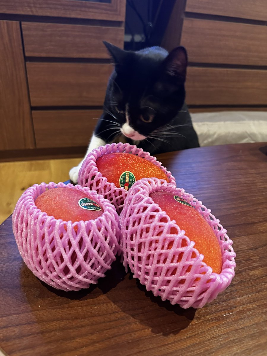 AnneandMichelle's tweet photo. 宮古島産マンゴー、初対面 https://t.co/2X1BMqWpCb
