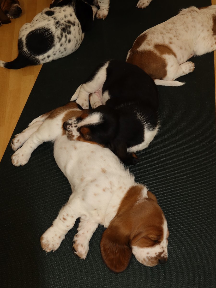 MayaSpreadsLove's tweet photo. Hugging a soft, adorable puppy tight. Closing my eyes and feeling all the stress instantly melt away.
#HealingMoment #PuppiesAreTheCure #RelaxationTime #DogLover #GentleMoments https://t.co/r2WQwqoxPF