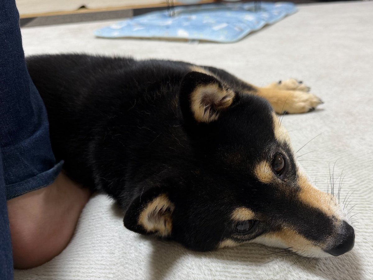 kuromamesasuke's tweet photo. 寝るとき足ちょっと踏まれる https://t.co/CE3NuQn14F