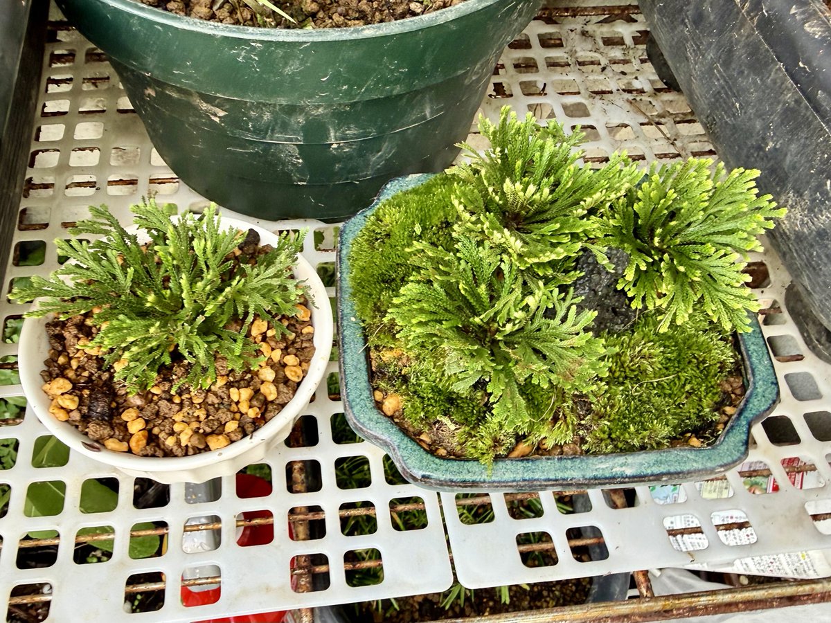 wp8220's tweet photo. 植替え

＃植物
＃岩松
＃イワヒバ https://t.co/woI7AmzkKR