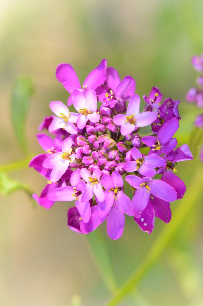 SilentBloomLab_'s tweet photo. Tiny purple flowers, endless beauty. 💜
Sometimes the smallest blossoms catch the eye the longest.
#NaturePhotography #FlowerPhotography #Wildflowers #SoftBotanical https://t.co/S08Ibfop44