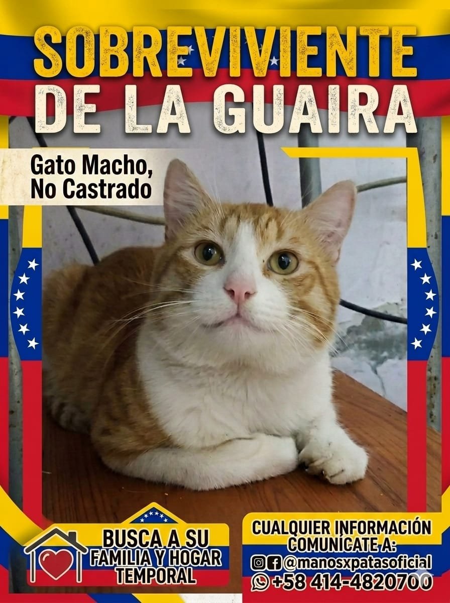 AyudaAnimales♥ tweet media