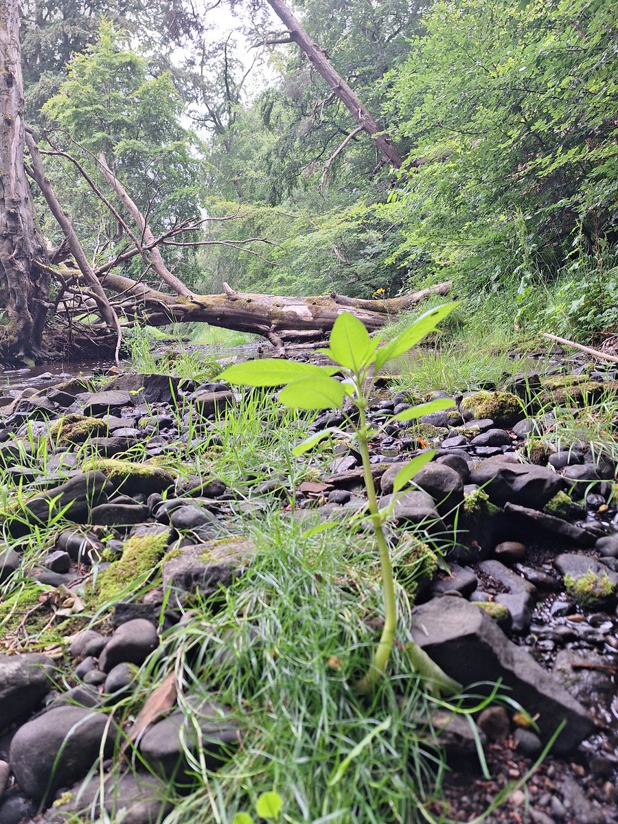Water of Leith Conservation Trust tweet media