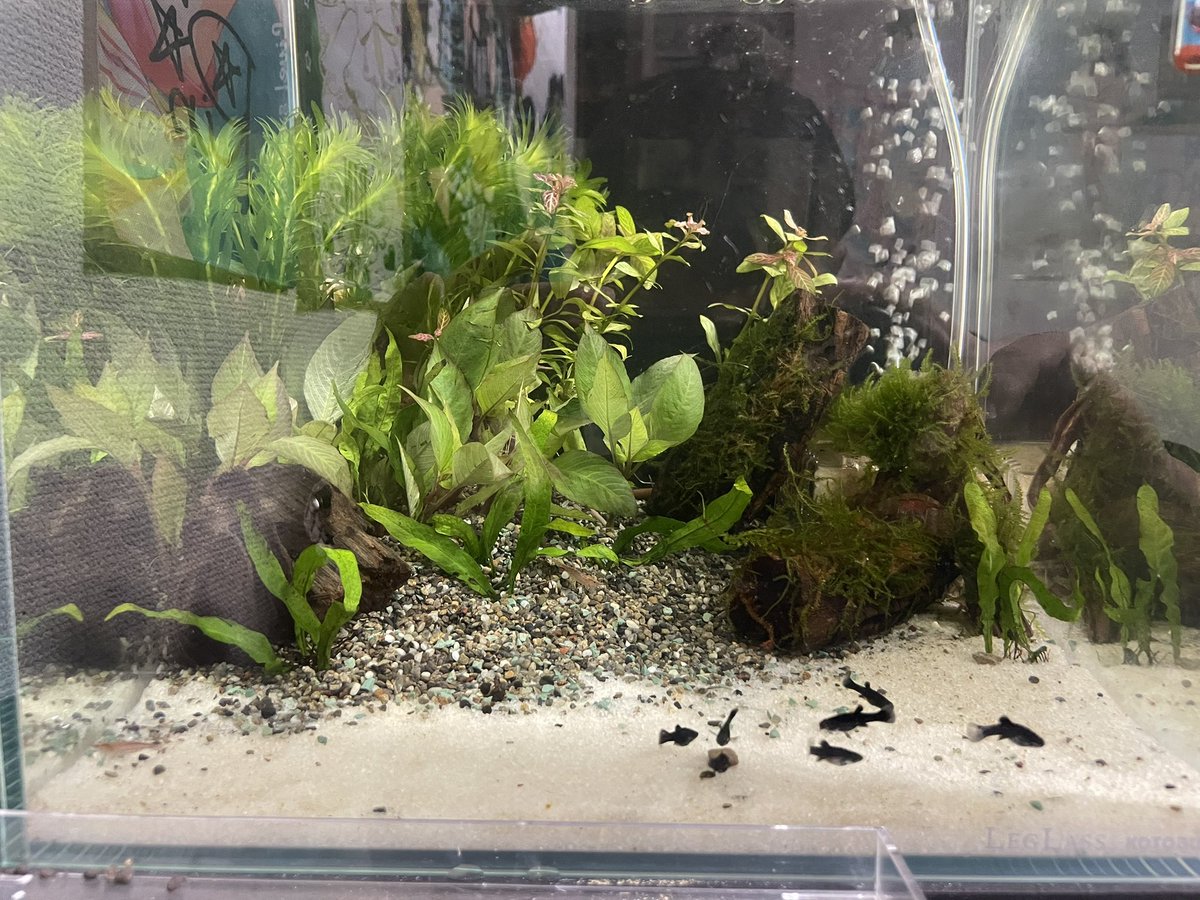 7Nf1n's tweet photo. 水槽立ち上げから１ヶ月経過したので、水草の植替えとついでに水換え終了！

バクテリアのおかげで割と水が匂いしなくて助かる😭 https://t.co/JOzifZBkS4