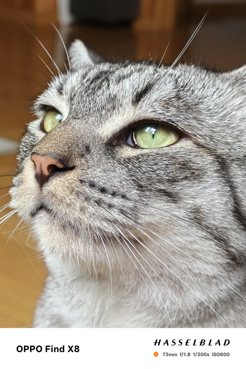 pyuuu200's tweet photo. ねこ https://t.co/3nnadmoSMZ