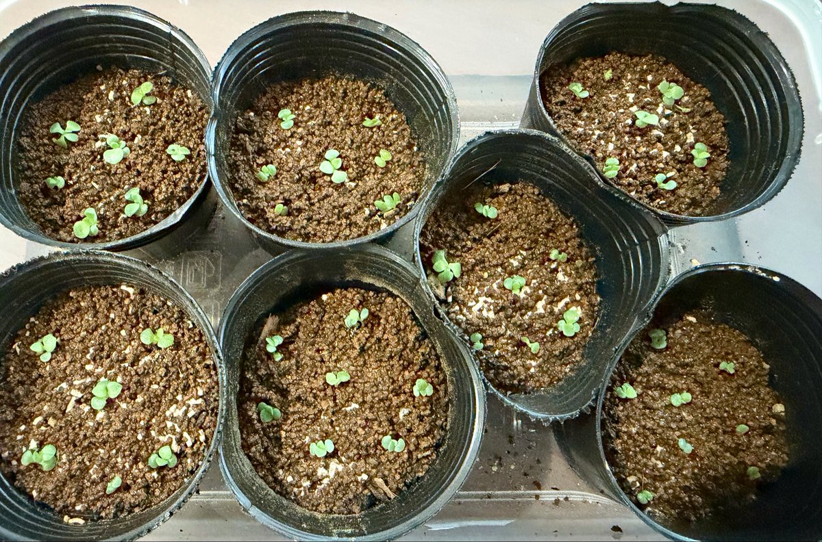 chiroooo1015's tweet photo. 1回目の植え替え、少しだけどやりました🌱
まだ1ポットすら終わってないけど…
そしてスチールラックと育成ライトポチりました
育成ライト、今まで3回買ったけど全部1年くらいで使えなくなった😇
明日届くのは長持ちしますように‼️ https://t.co/RbCJhCiqyu