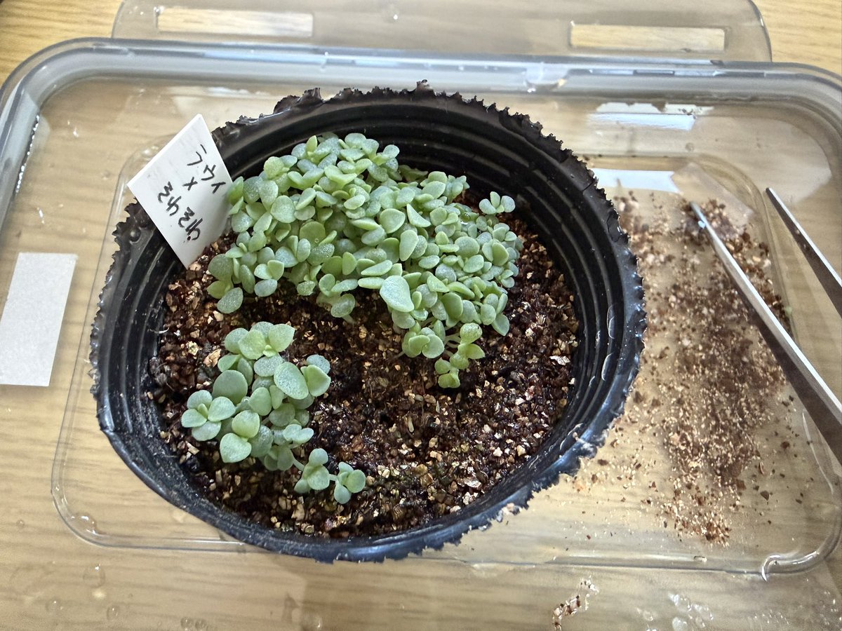 chiroooo1015's tweet photo. 1回目の植え替え、少しだけどやりました🌱
まだ1ポットすら終わってないけど…
そしてスチールラックと育成ライトポチりました
育成ライト、今まで3回買ったけど全部1年くらいで使えなくなった😇
明日届くのは長持ちしますように‼️ https://t.co/RbCJhCiqyu