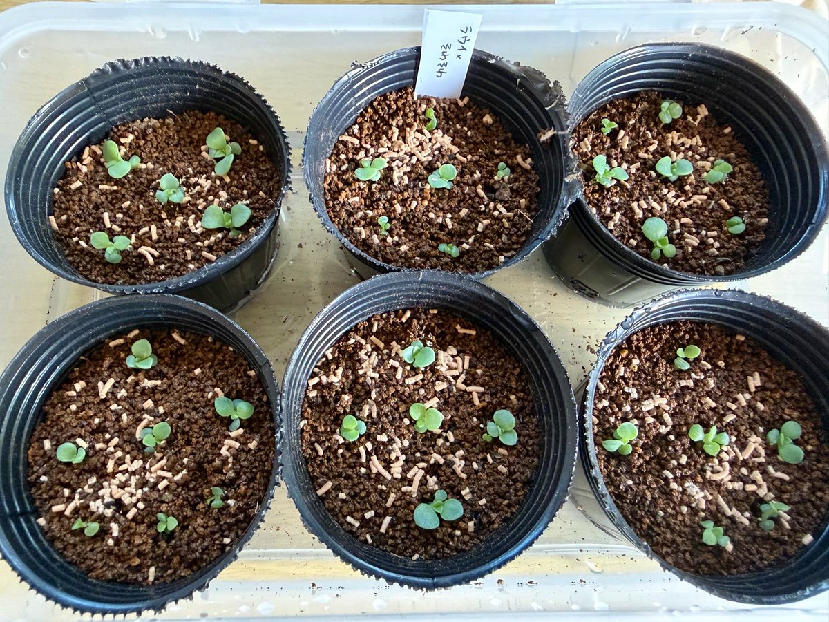 chiroooo1015's tweet photo. 1回目の植え替え、少しだけどやりました🌱
まだ1ポットすら終わってないけど…
そしてスチールラックと育成ライトポチりました
育成ライト、今まで3回買ったけど全部1年くらいで使えなくなった😇
明日届くのは長持ちしますように‼️ https://t.co/RbCJhCiqyu
