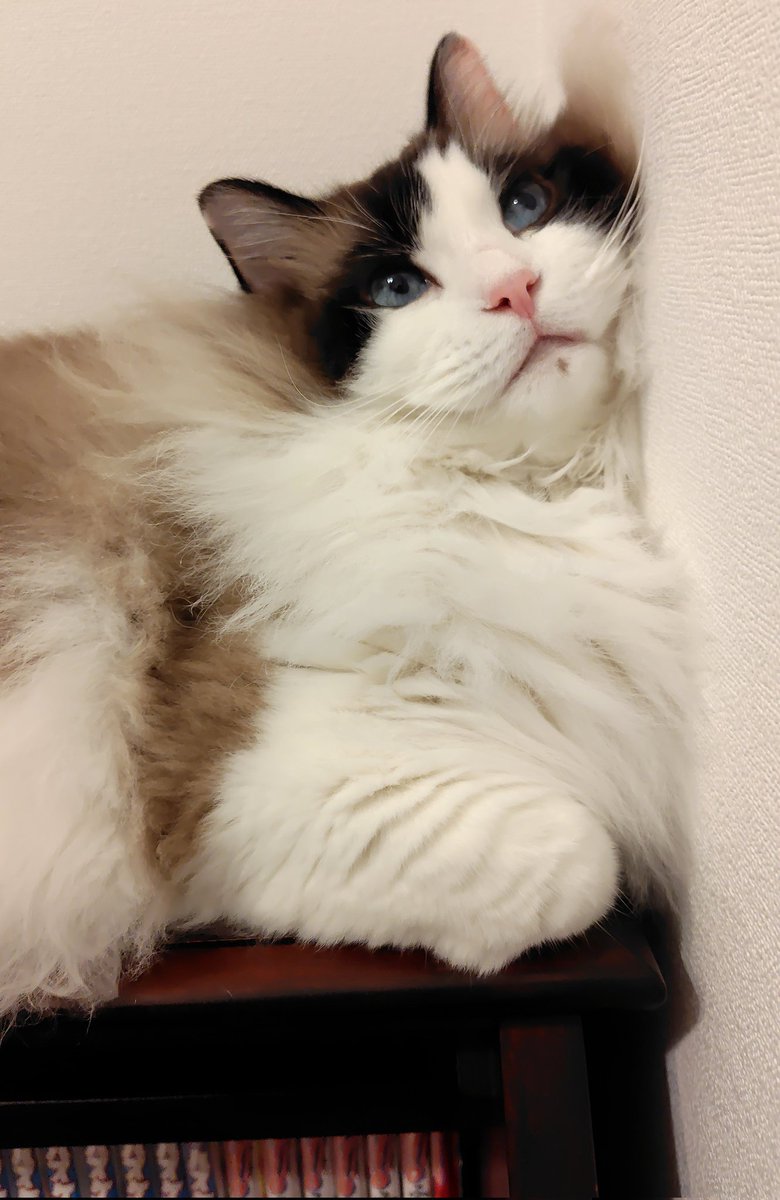 chilly___man's tweet photo. お猫のことが好きすぎてお猫SONGリリースしました。
もちろん全部歌えます👍
（主が作詞作曲したからです🎤）
この中で、気になる歌はありますか？😂
皆様もお猫SONGありますか？
#猫のいる暮らし𓏲𓎨
#7年間の集大成 https://t.co/RVxkosRZYd