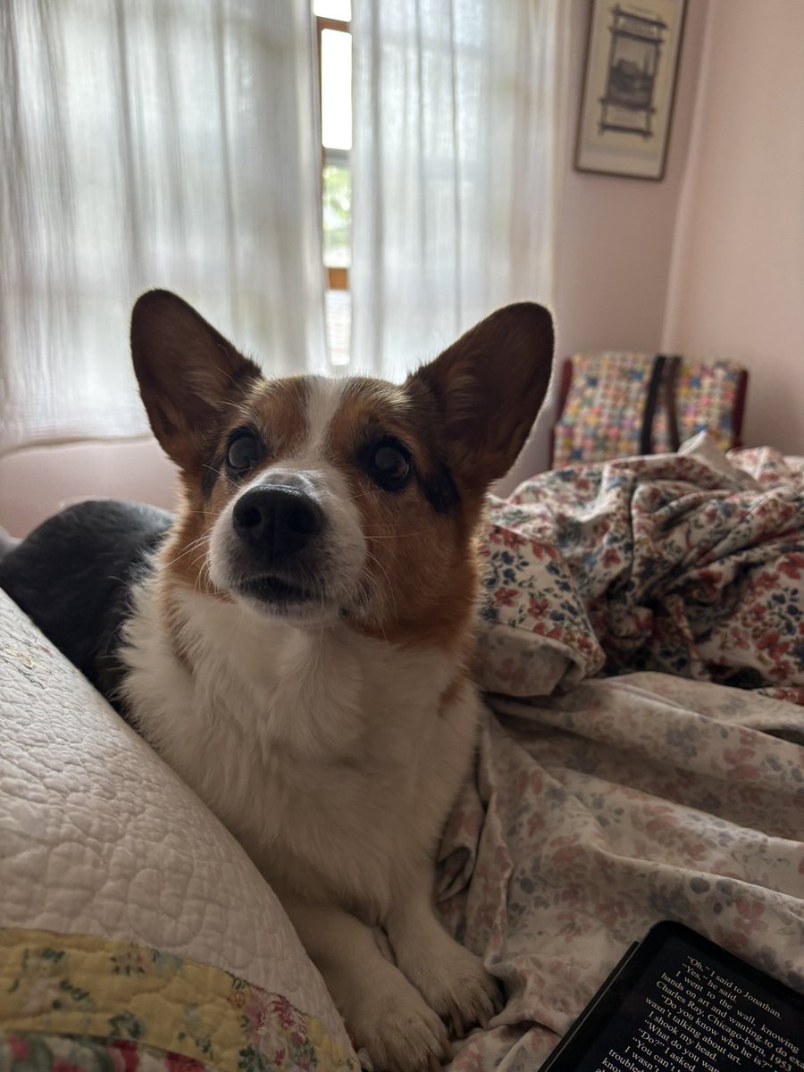 nyman12's tweet photo. Gracie at our Marquette cottage💖 https://t.co/gdsoEsQcPf