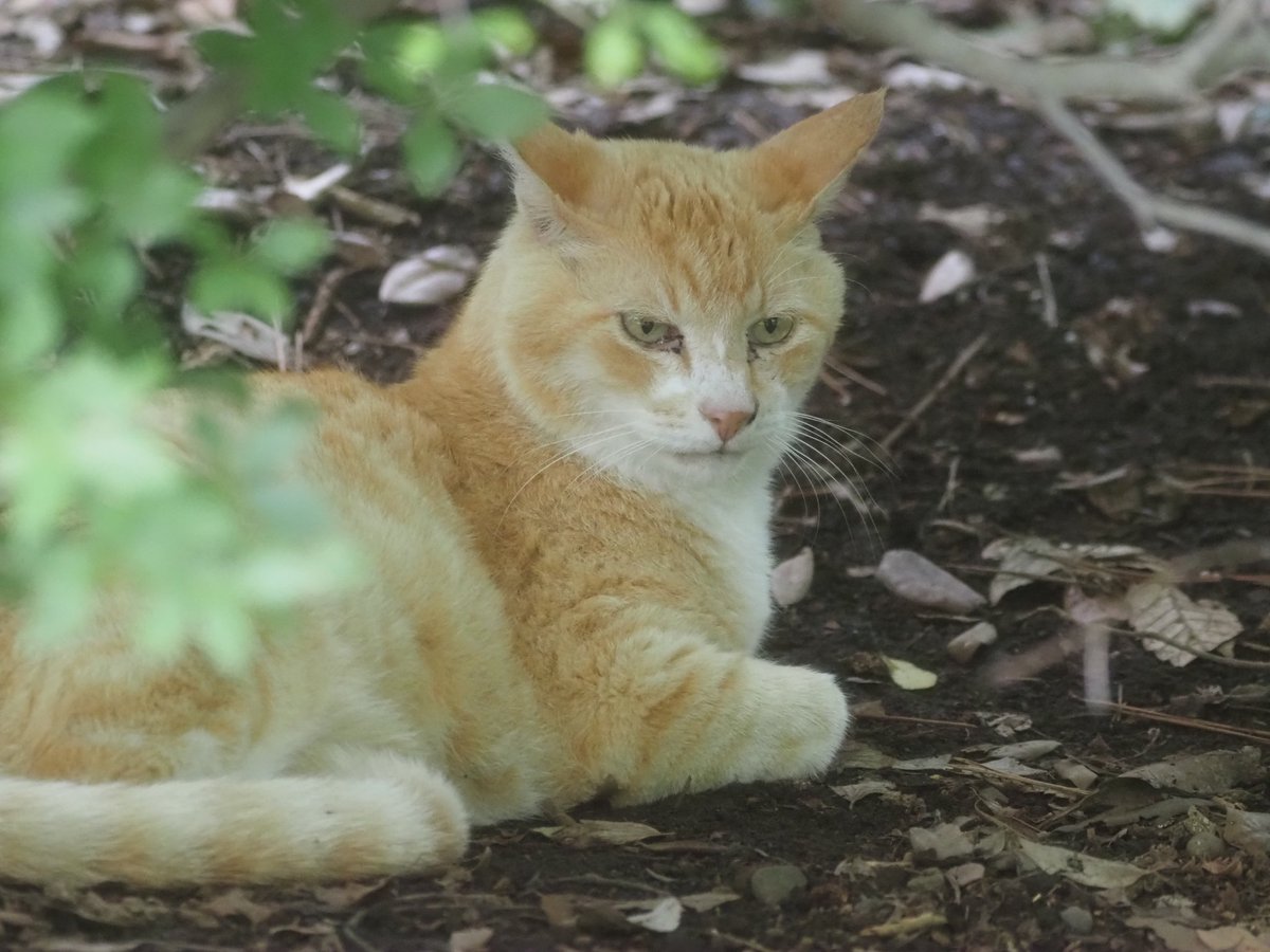 茶トラくん ＃洗足池公園 ＃地域猫