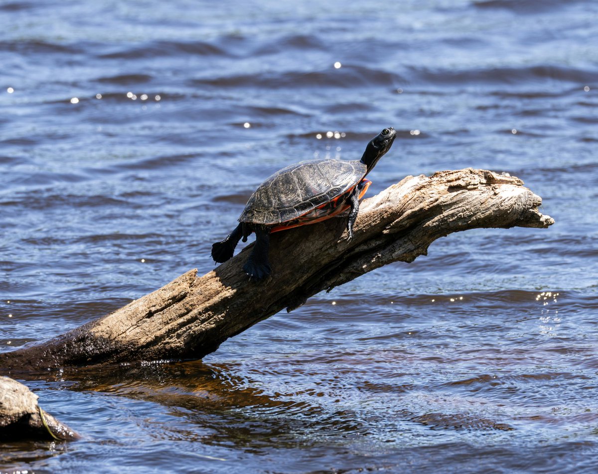 nj_pinelands's tweet photo. Happy Turtle Tuesday! Here's a new view of a native red-bellied turtle showing great balance while basking on a log in a lake in the #NewJersey #Pinelands. 🐢
📷: Paul Leakan, Pinelands Commission Communications Officer
#turtles #turtletuesday #turtlelovers #reptiles https://t.co/9a2wJONju7