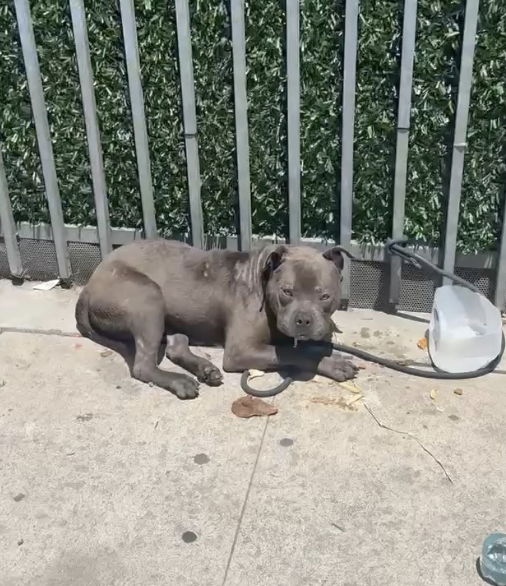 joey_tuccio's tweet photo. These are just 3 dogs of the hundreds and hundreds that suffer on the streets of Los Angeles. Luckily, these 3 were saved. Not by city officials that we pay to help, but independent rescuers who have multiple day jobs and families to support. It's shameful that city officials simply do not care.
