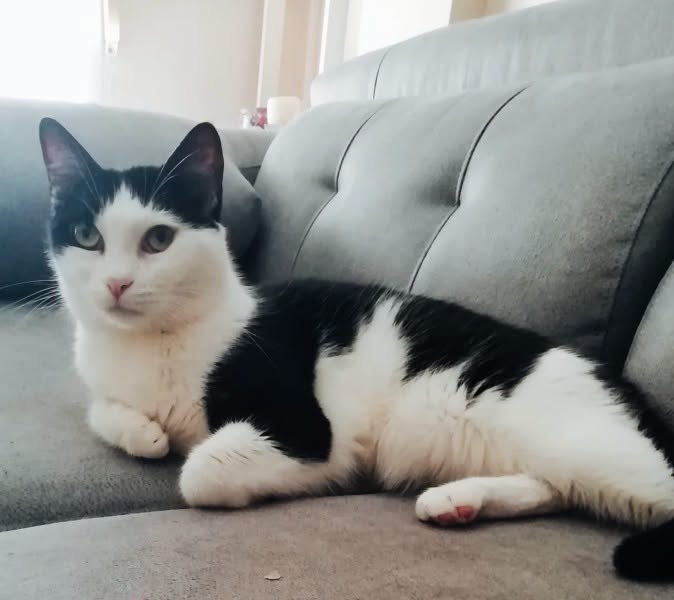 AdopFelinasVLC's tweet photo. #MISHI tan fresquita y bonita, en un merecido descanso de la mañana 🤍🖤

https://t.co/7gtKuiwXzP? https://t.co/uifrpAbF4J