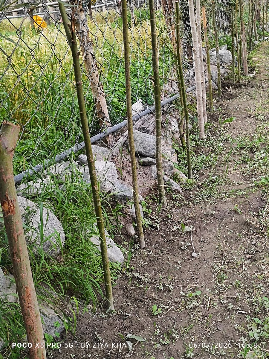 DRC_Leh's tweet photo. 🌱 FPO Tyakshi, Turtuk organized a plantation drive in the border village of Turtuk, promoting environmental conservation and a greener Ladakh. Every sapling planted is an investment in a sustainable future. #GreenLadakh #PlantationDrive #Turtuk 
@lg_ladakh 
@ddnewsladakh https://t.co/uPQpHHj674