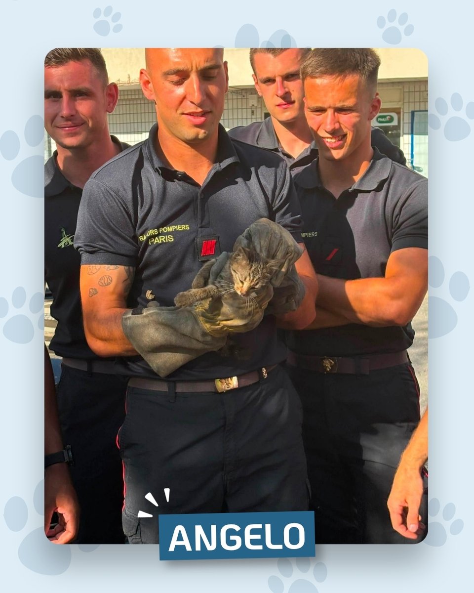 StephaneLAMART's tweet photo. 🐱🚒 SAUVETAGE À BONNEUIL-SUR-MARNE

Coincé sous le capot d'une voiture pendant plusieurs heures, ce jeune chaton a finalement pu être secouru grâce à l'intervention des @PompiersParis.

Angelo est désormais pris en charge par notre association et va recevoir tous les soins nécessaires. 💙

Merci aux pompiers, aux habitants et à tous ceux qui se sont mobilisés pour ce sauvetage. 🐾

#Sauvetage #Chaton #ProtectionAnimale #PompiersDeParis