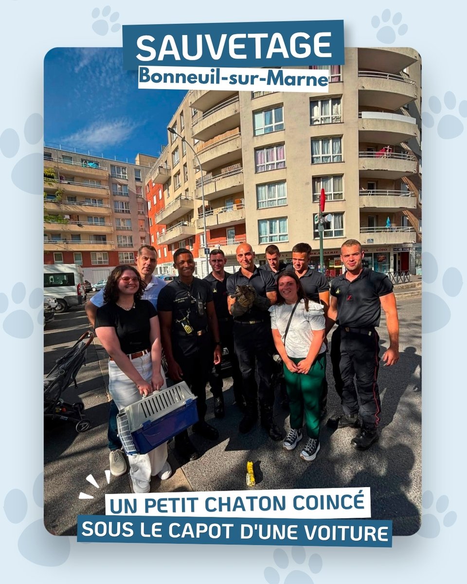StephaneLAMART's tweet photo. 🐱🚒 SAUVETAGE À BONNEUIL-SUR-MARNE

Coincé sous le capot d'une voiture pendant plusieurs heures, ce jeune chaton a finalement pu être secouru grâce à l'intervention des @PompiersParis.

Angelo est désormais pris en charge par notre association et va recevoir tous les soins nécessaires. 💙

Merci aux pompiers, aux habitants et à tous ceux qui se sont mobilisés pour ce sauvetage. 🐾

#Sauvetage #Chaton #ProtectionAnimale #PompiersDeParis
