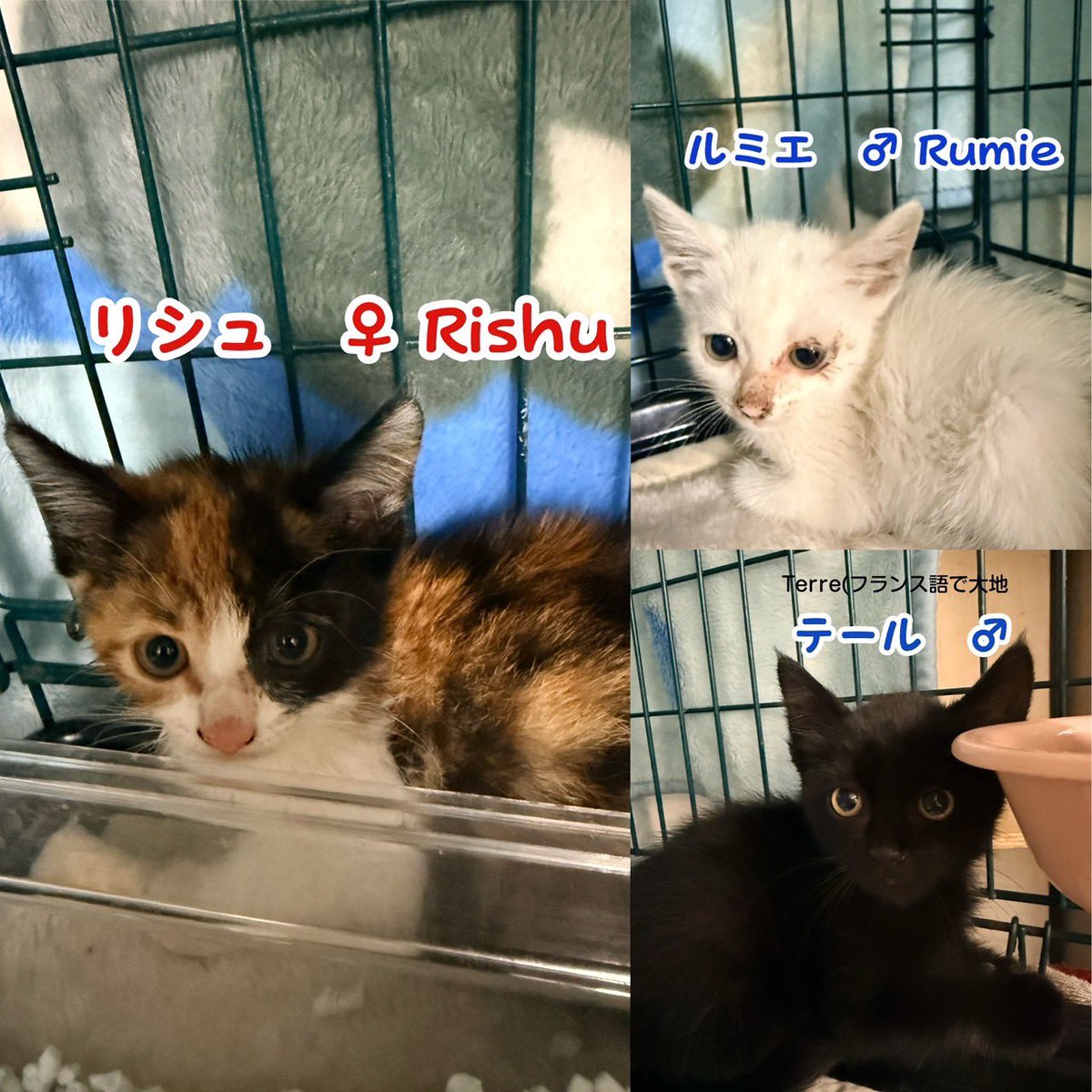 officia86839977's tweet photo. 🐾【保護猫譲渡会開催】🐾

7月18日(土)・19日(日)・20日(月・祝)
🕛12:00〜20:00
📍保護猫シェルタージオラマ食堂（大阪市天王寺区寺田町）

入場新しい家族との出会いを待っています🐱💕

あなたとの出会いが、この子たちの未来を変えます。
ぜひ会いに来てください🍀

#保護猫 #譲渡会 #里親募集 https://t.co/rx56ylJEOR