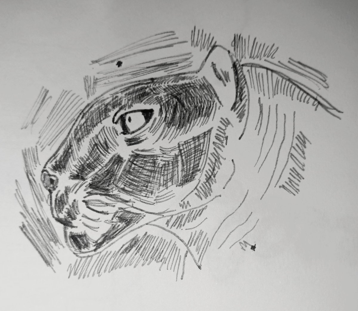 Daryl7eleven's tweet photo. Black Panther..๐โโฌ
Art tools used: Mechanical pencil
#malaysia #quickdoodle #drawing #panther #lifeofavisualcommunicator #illustration #animaldrawings #cat https://t.co/Aq92EKSkbi