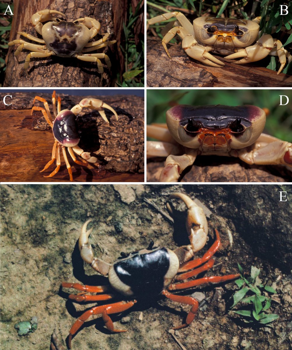 ZooKeys_Journal's tweet photo. 🦀 Six new species of terrestrial freshwater crabs from Thailand have been discovered and described following a detailed re-examination of historic collections and aquarium trade material.
Learn more: https://t.co/DuYeEebxIP https://t.co/g2kOTxjwFY