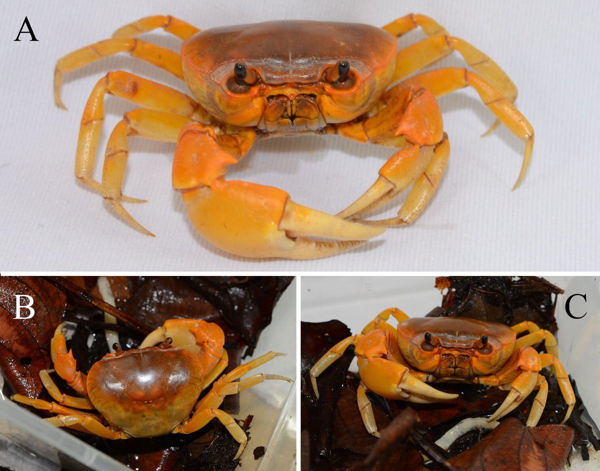 ZooKeys_Journal's tweet photo. 🦀 Six new species of terrestrial freshwater crabs from Thailand have been discovered and described following a detailed re-examination of historic collections and aquarium trade material.
Learn more: https://t.co/DuYeEebxIP https://t.co/g2kOTxjwFY