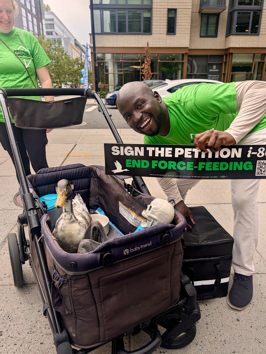 repoyedc's tweet photo. Proud to stand with Pro Animal as the Yes on 86 campaign turned in 45,000+ signatures to put a ban on force-fed foie gras on the November ballot. That is more than 17,000 above what was needed.

Animals cannot vote. You can. A livable DC is one that refuses to look away from cruelty, and this is what showing up looks like.

Congratulations to every organizer and volunteer who made it happen. 🦆💚