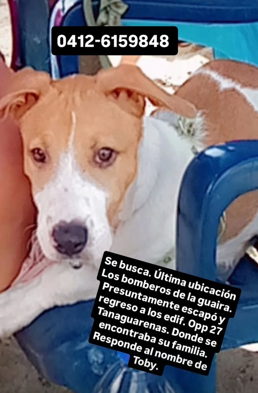 AliceeProAnimal's tweet photo. SE BUSCA‼️‼️‼️
ÚLTIMA VEZ VISTO POR LOS BOMBEROS DE LA GUAIRA.

DIFUNDE POR FAVOR🐶🐶🐶 https://t.co/eY0FDu1y1W