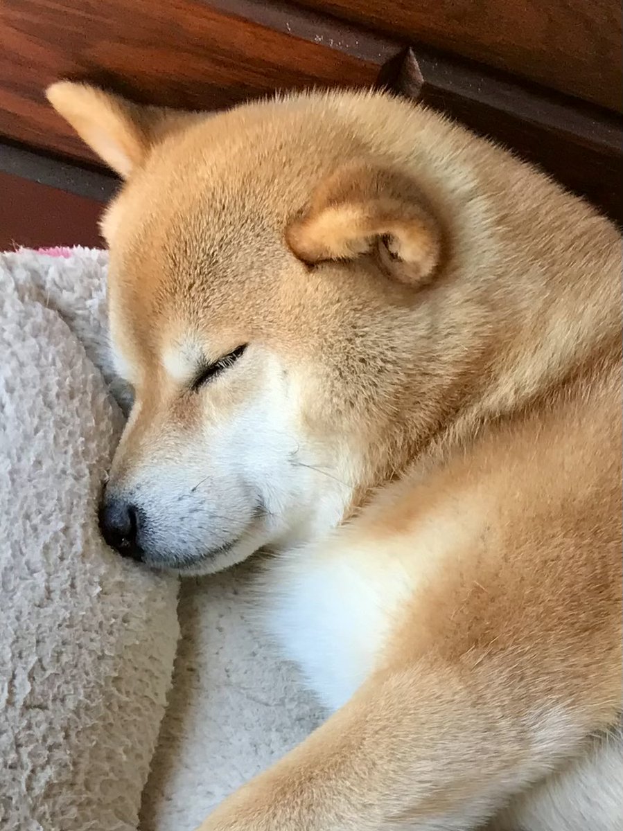 柴犬